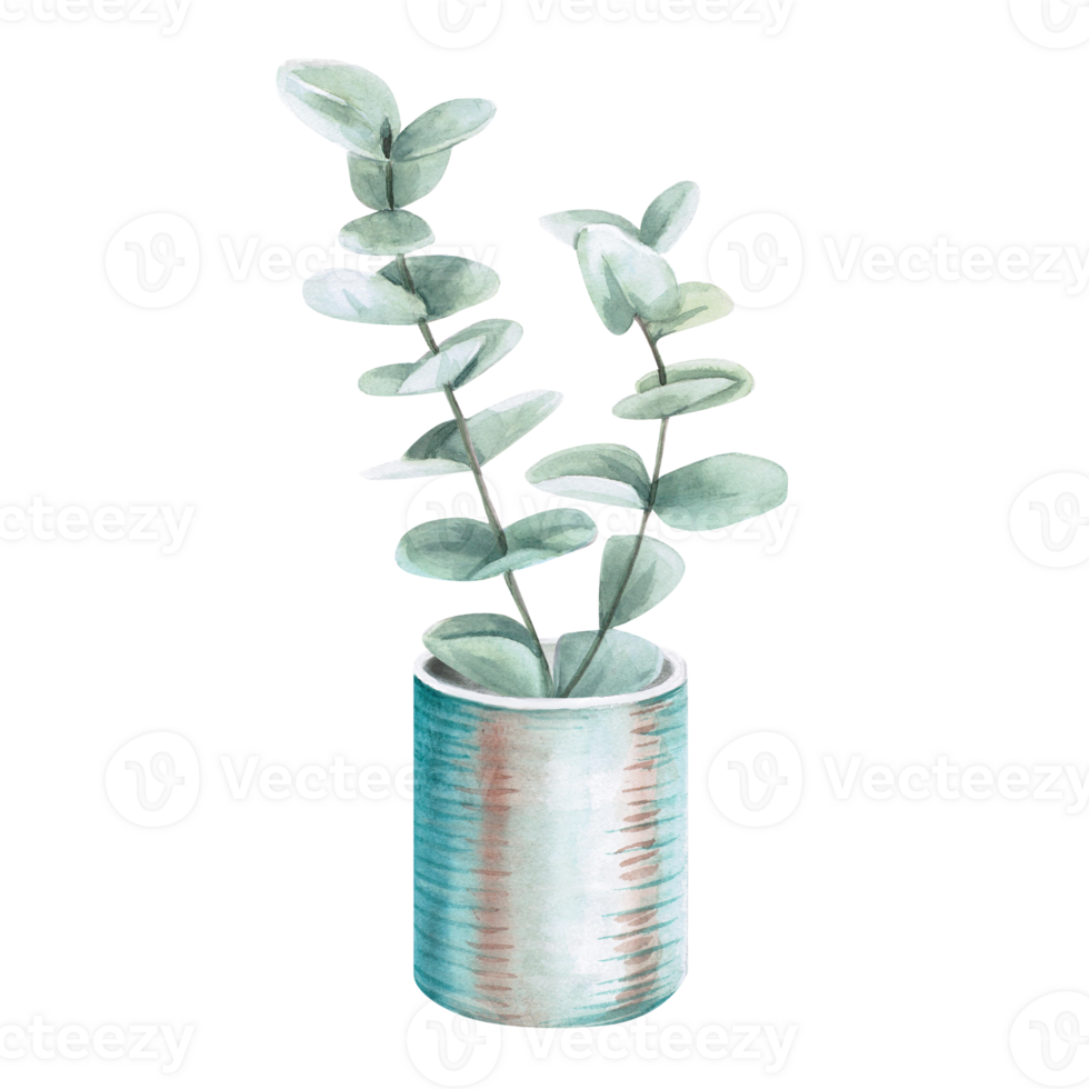 Eucalyptus branch in vase, jar. Silver dollar. Watercolor hand drawn botanical illustration isolated. Eco minimalistic style for greeting card, poster. png