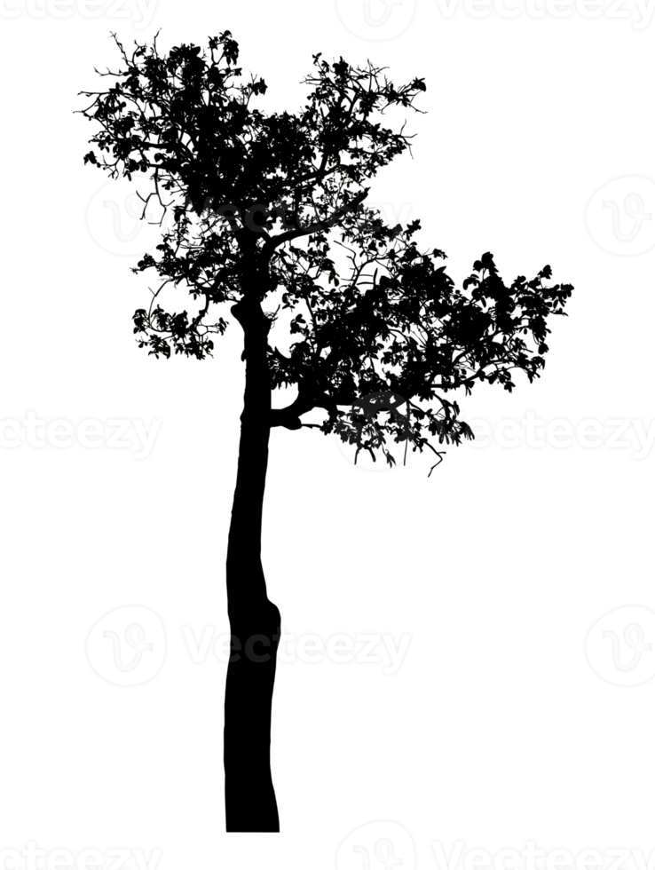 Realistic tree silhouette isolated on transparent background with clipping path and alpha channel. png