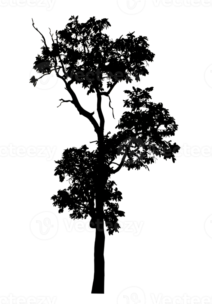 Realistic tree silhouette isolated on transparent background with clipping path and alpha channel. png