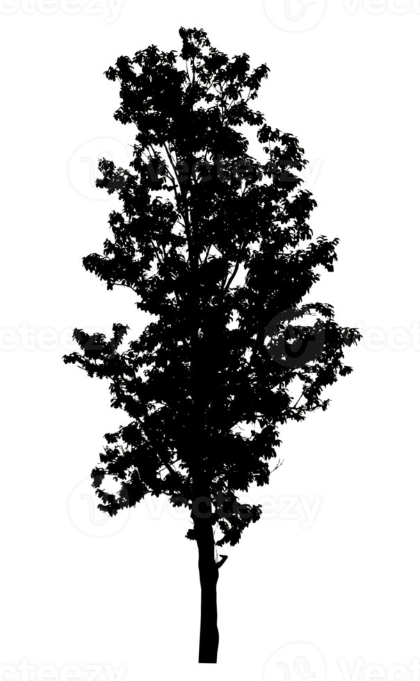 Realistic tree silhouette isolated on transparent background with clipping path and alpha channel. png