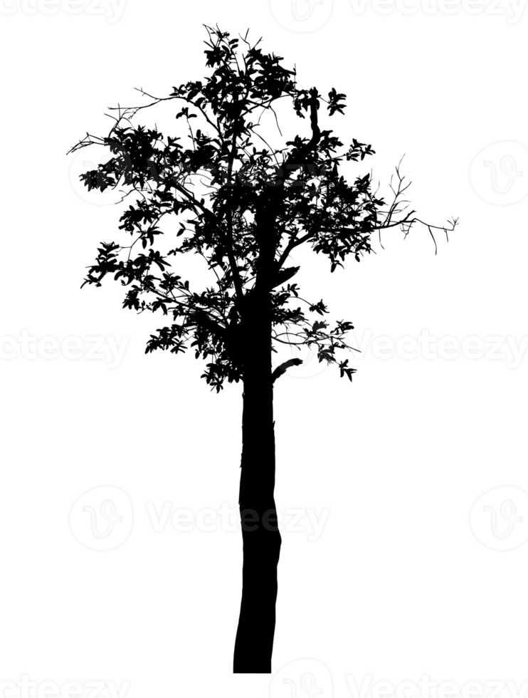 Realistic tree silhouette isolated on transparent background with clipping path and alpha channel. png