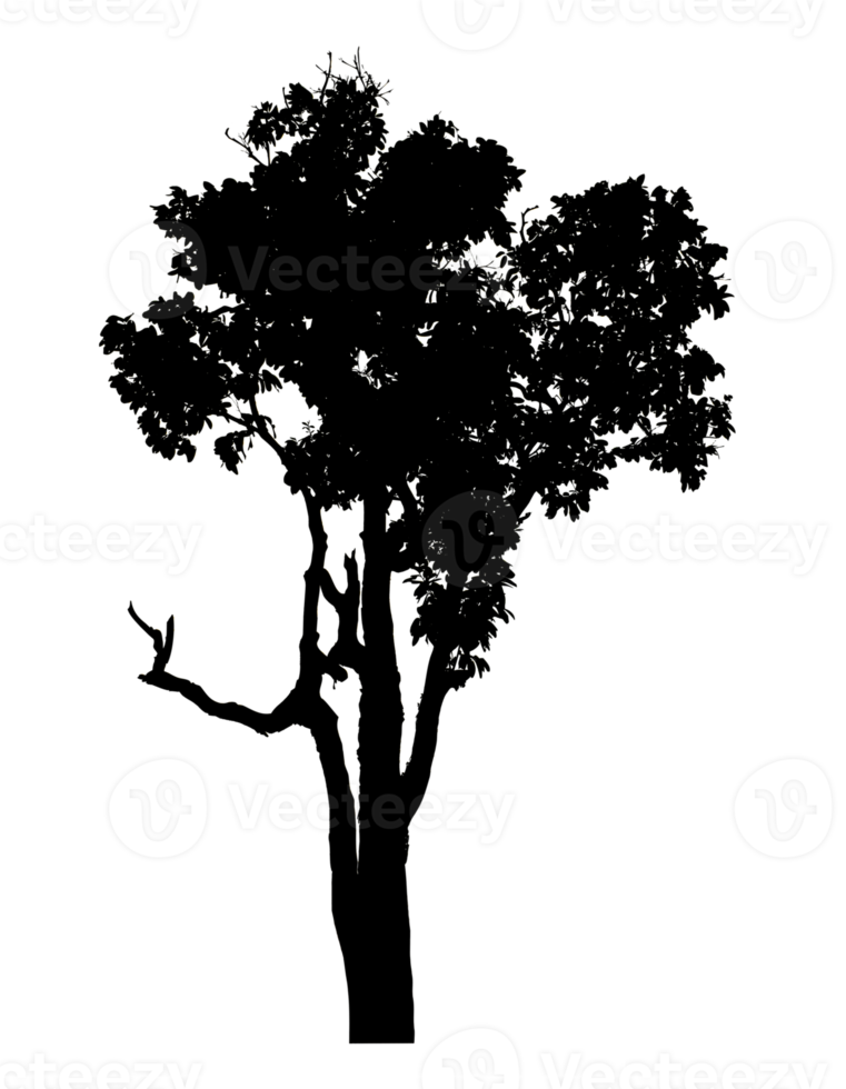 Realistic tree silhouette isolated on transparent background with clipping path and alpha channel. png