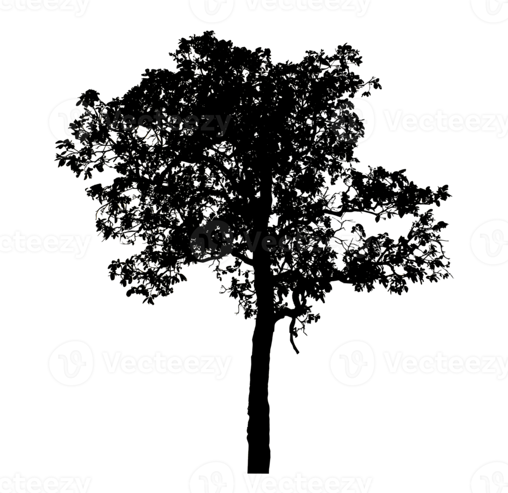 Realistic tree silhouette isolated on transparent background with clipping path and alpha channel. png