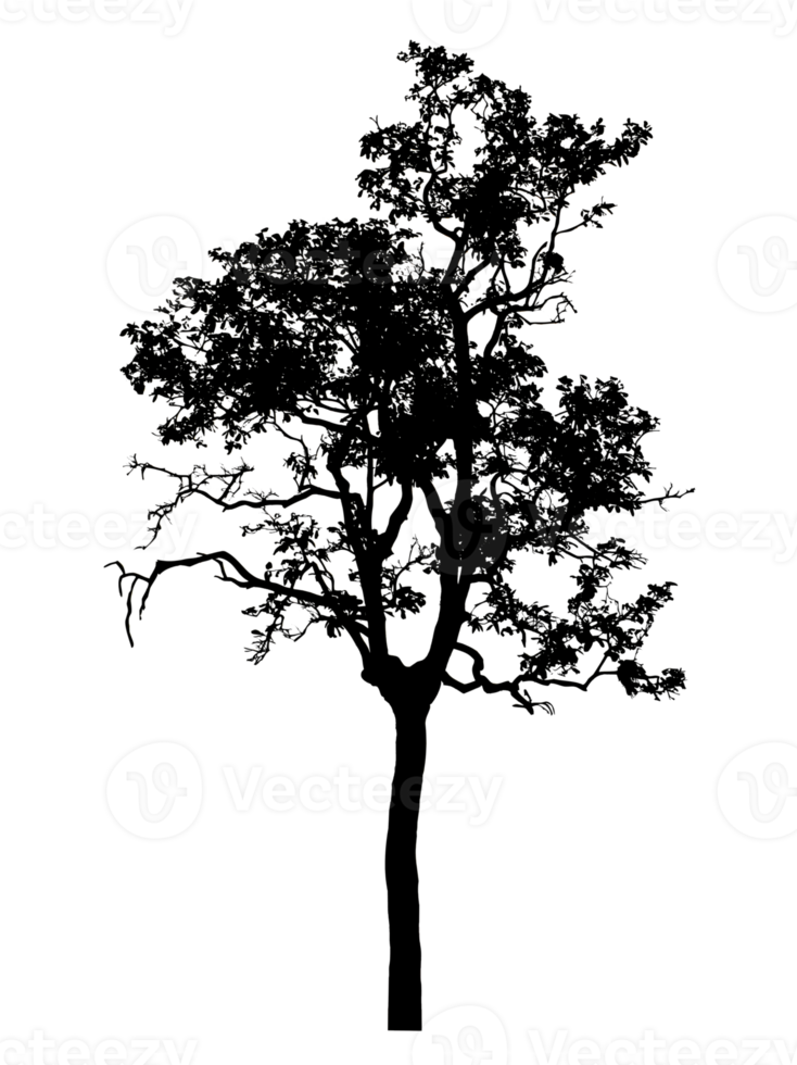 Realistic tree silhouette isolated on transparent background with clipping path and alpha channel. png