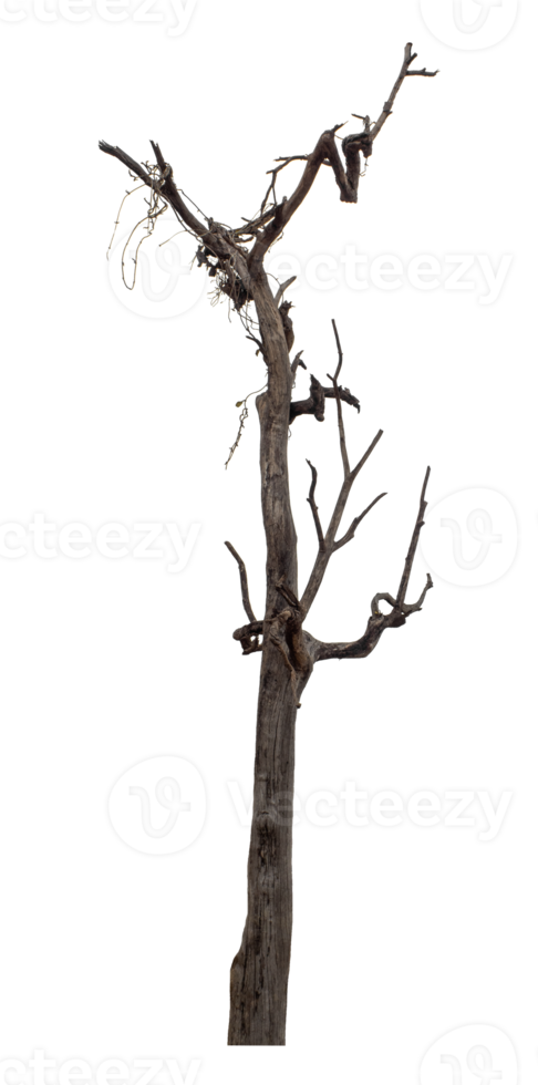 Isolated dead tree on transparent background with clipping path and alpha channel. png