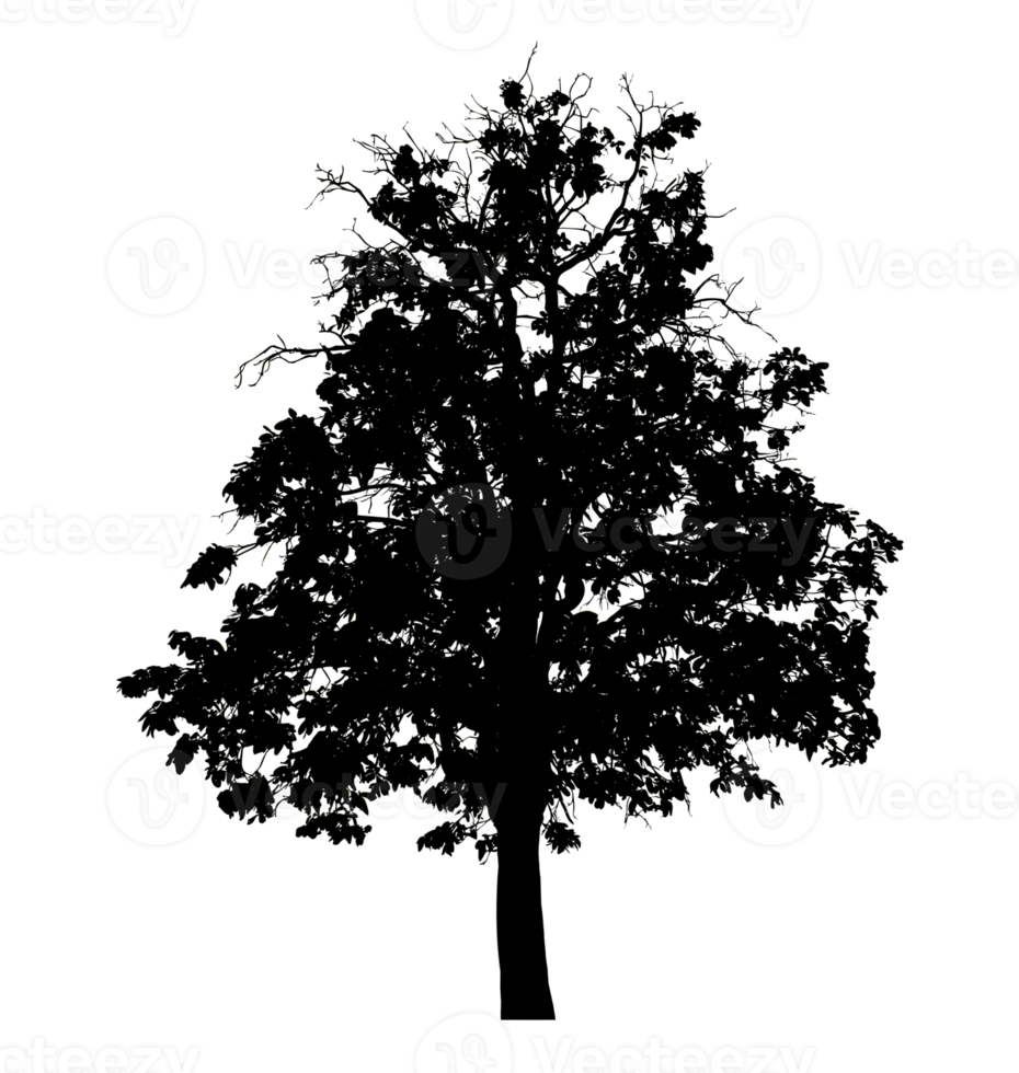 Realistic tree silhouette isolated on transparent background with clipping path and alpha channel. png
