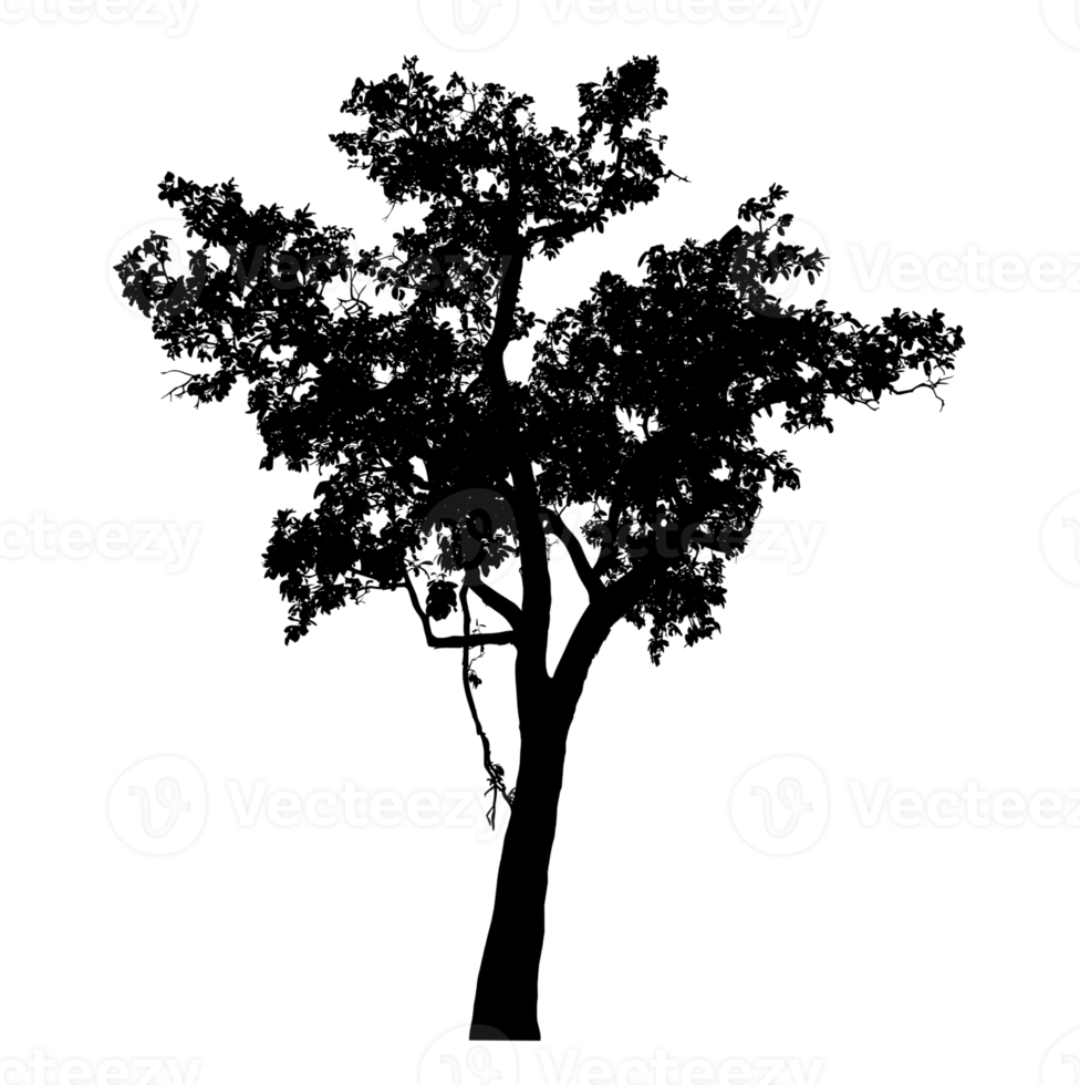 Realistic tree silhouette isolated on transparent background with clipping path and alpha channel. png