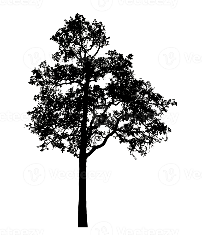 Realistic tree silhouette isolated on transparent background with clipping path and alpha channel. png