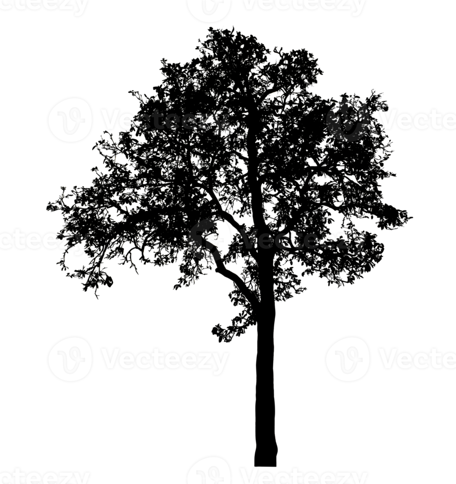 Realistic tree silhouette isolated on transparent background with clipping path and alpha channel. png