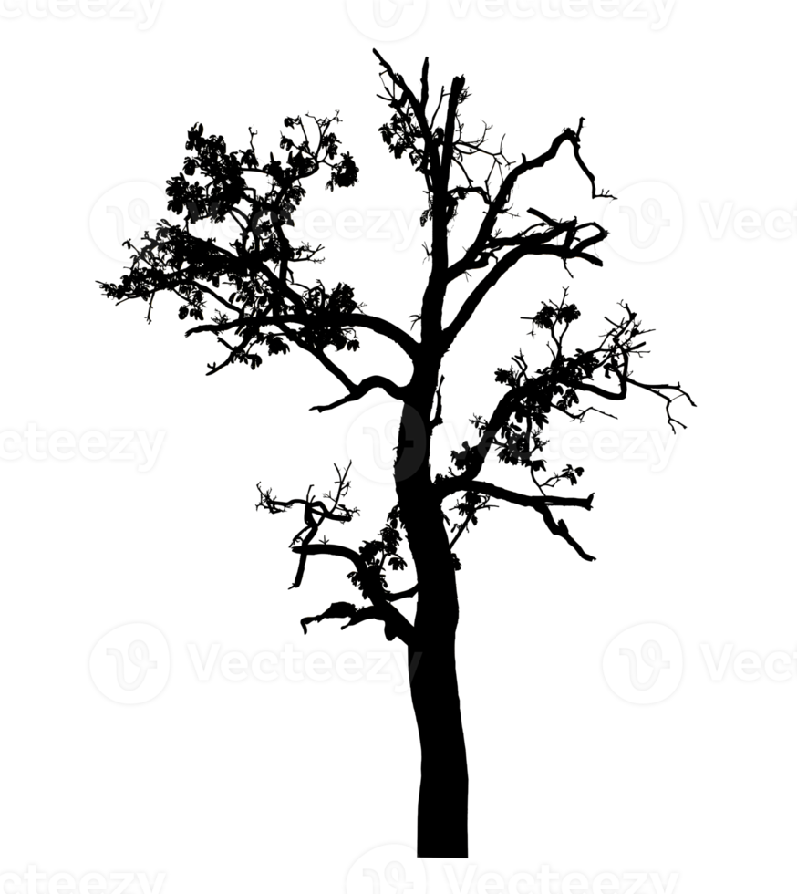 Realistic tree silhouette isolated on transparent background with clipping path and alpha channel. png
