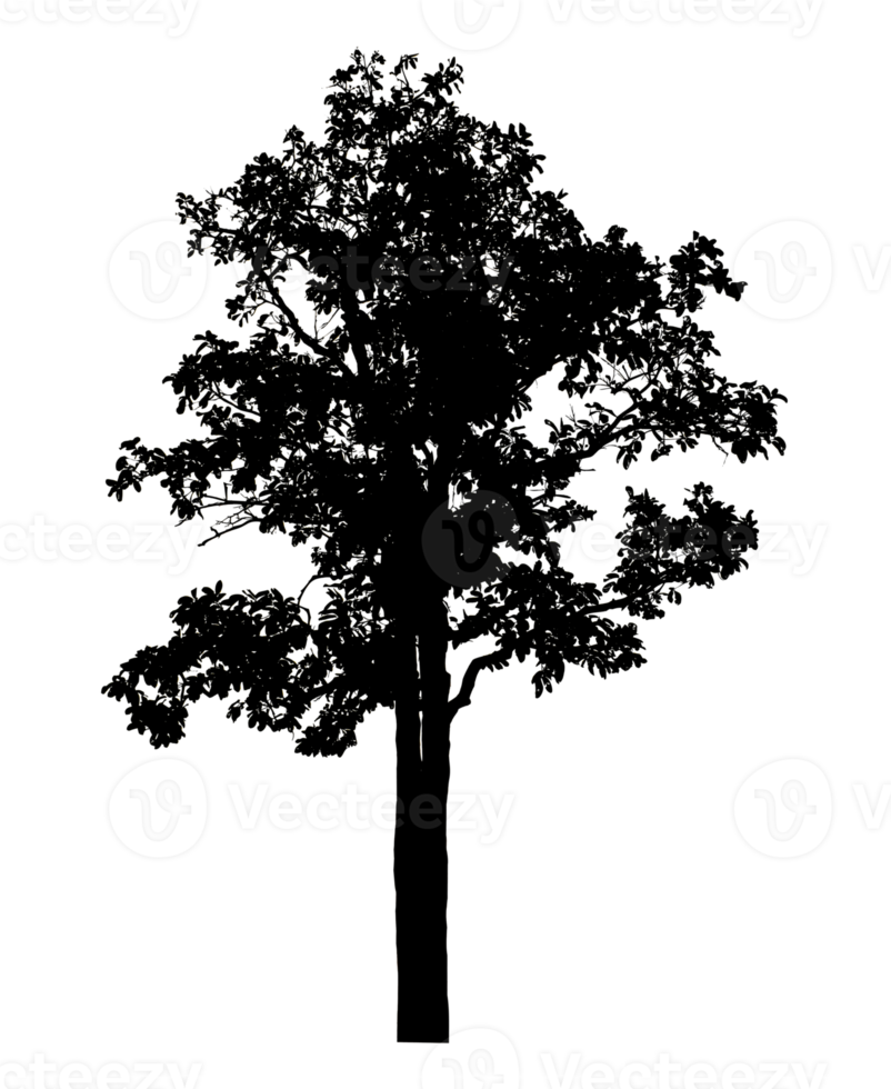 Realistic tree silhouette isolated on transparent background with clipping path and alpha channel. png