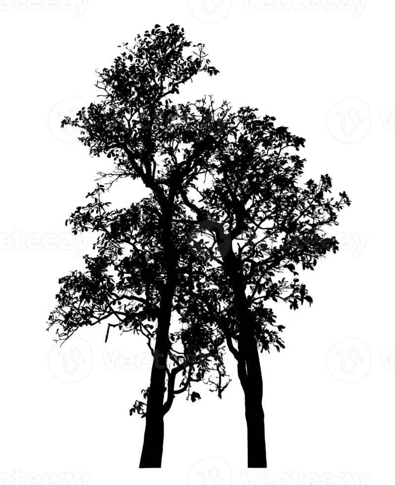 Realistic tree silhouette isolated on transparent background with clipping path and alpha channel. png