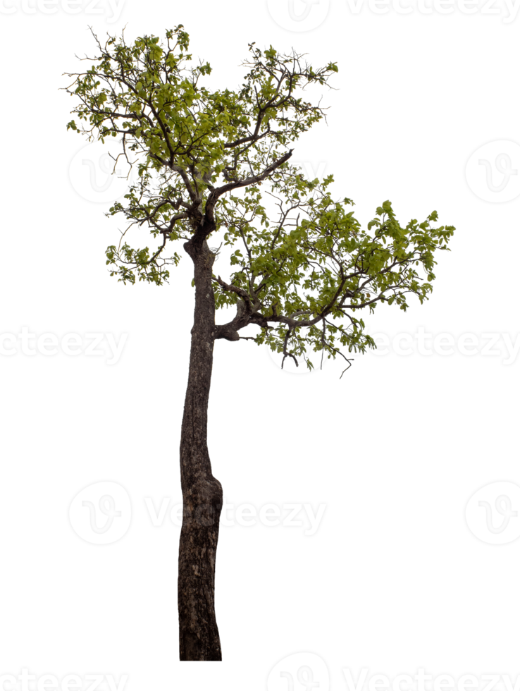 Green tree isolated on transparent background png