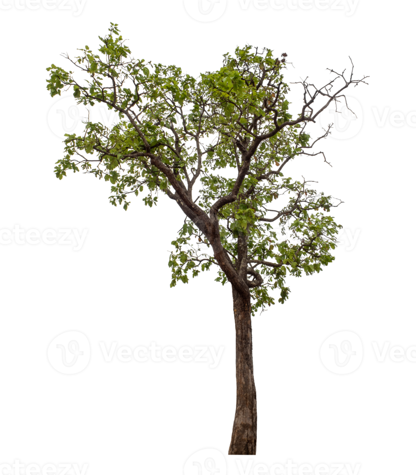 Green tree isolated on transparent background png
