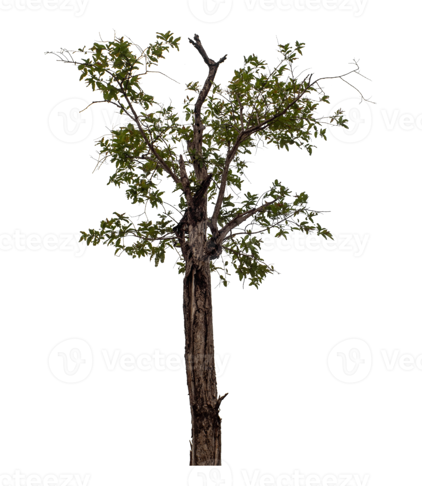 Tree isolated on transparent background png