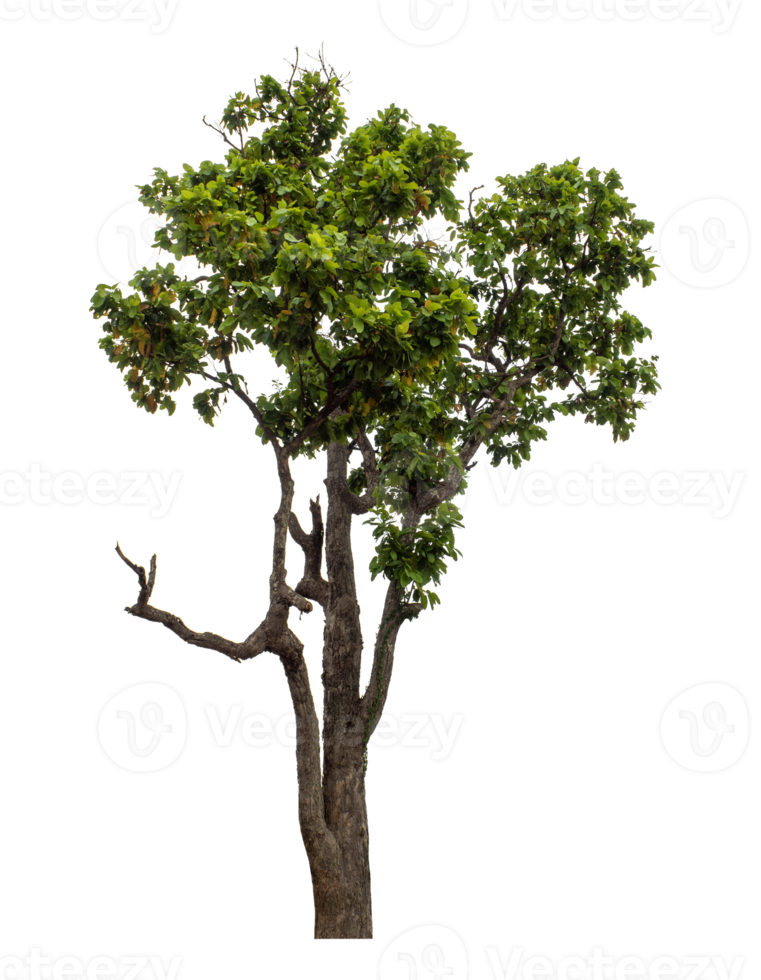 Green tree isolated on transparent background png