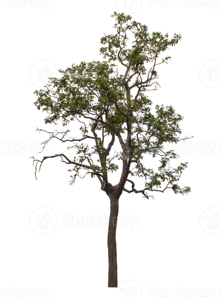 Tree isolated on transparent background png
