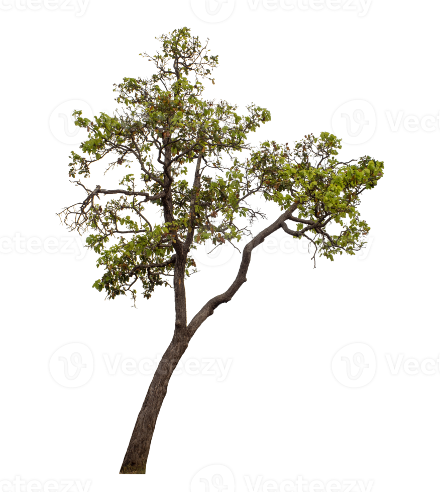Green tree isolated on transparent background png