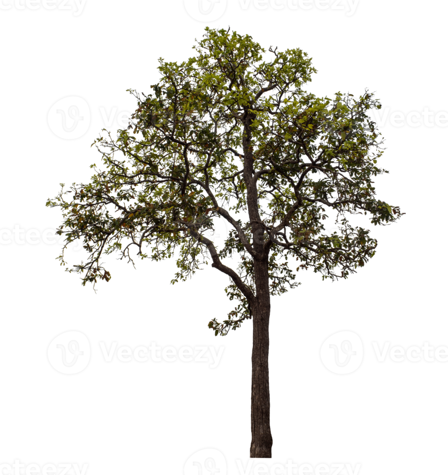Tree isolated on transparent background png
