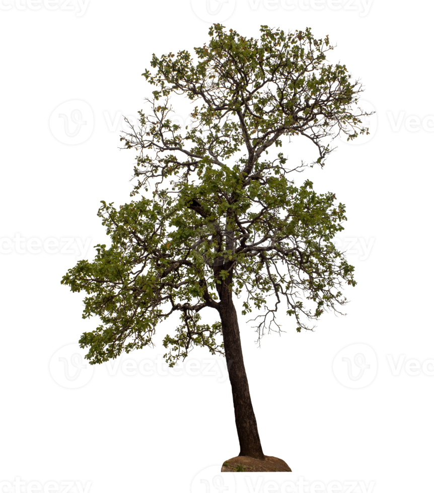 Tree isolated on transparent background png