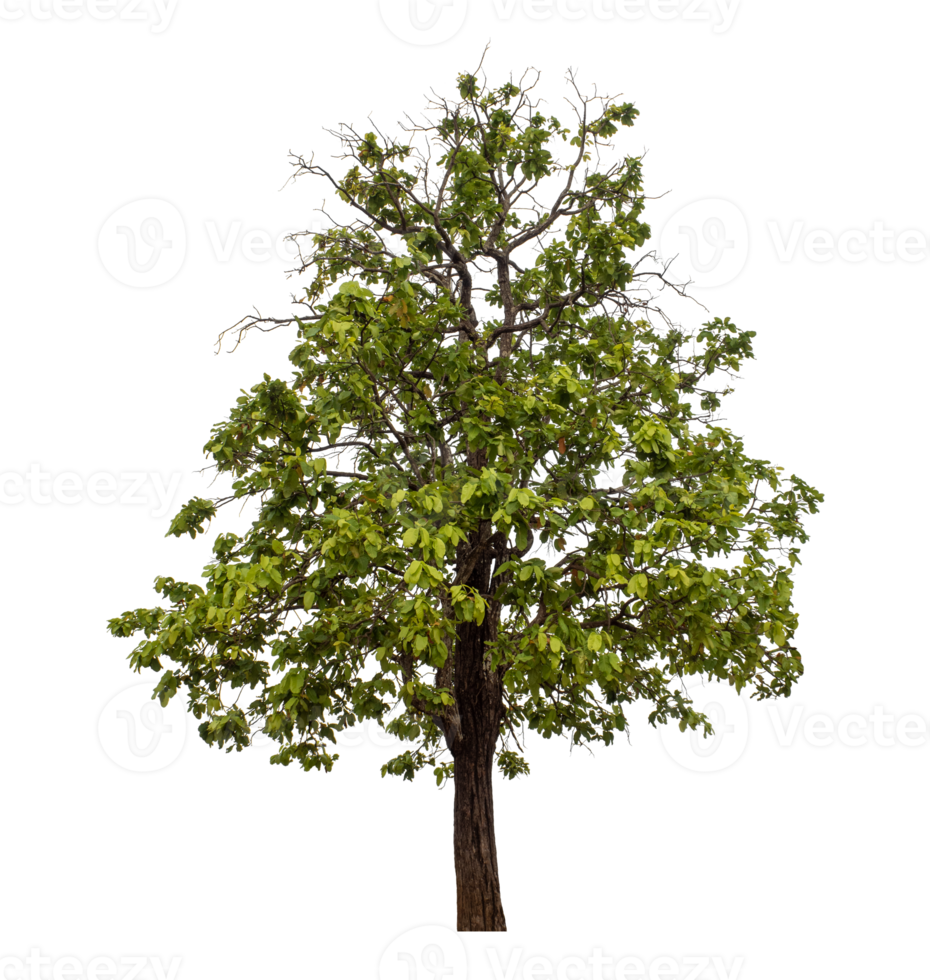 Green tree isolated on transparent background png