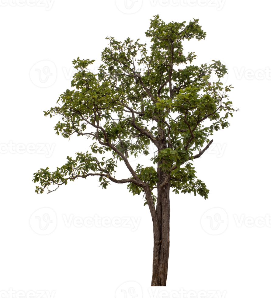 Green tree isolated on transparent background png
