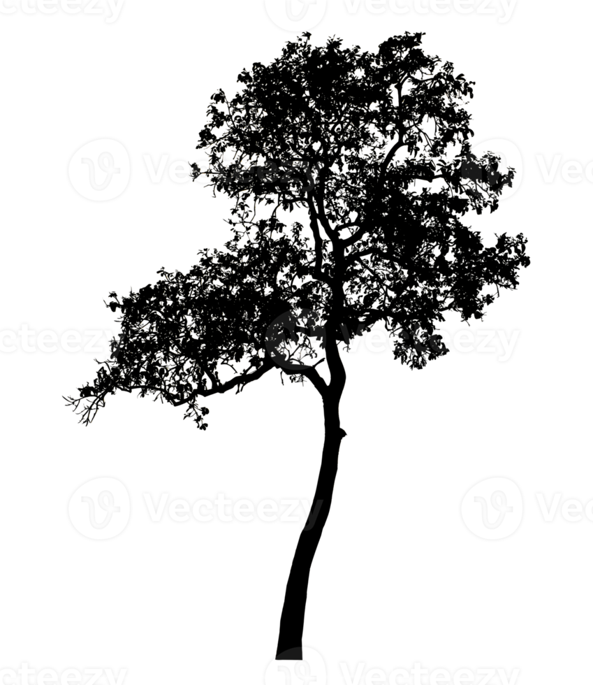Realistic tree silhouette isolated on transparent background with clipping path and alpha channel. png
