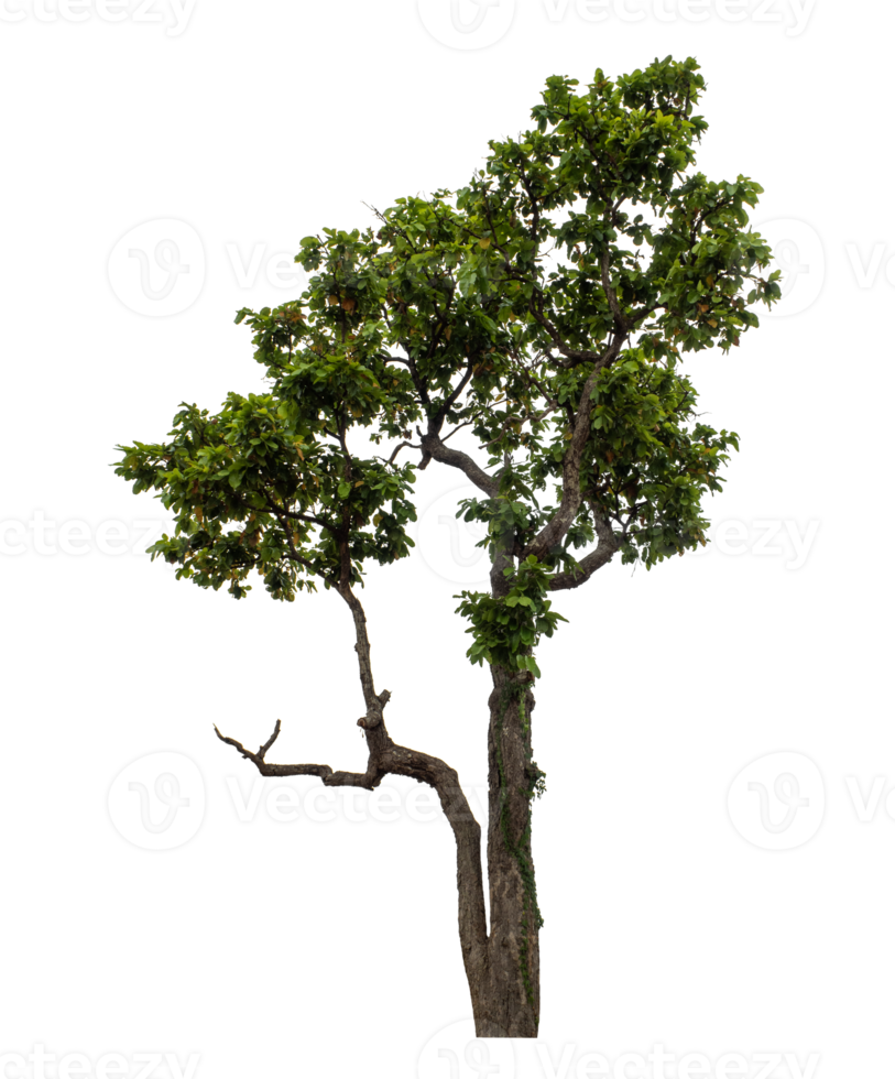 Green tree isolated on transparent background png
