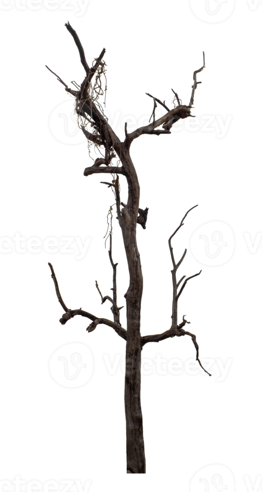 Isolated dead tree on transparent background with clipping path and alpha channel. png