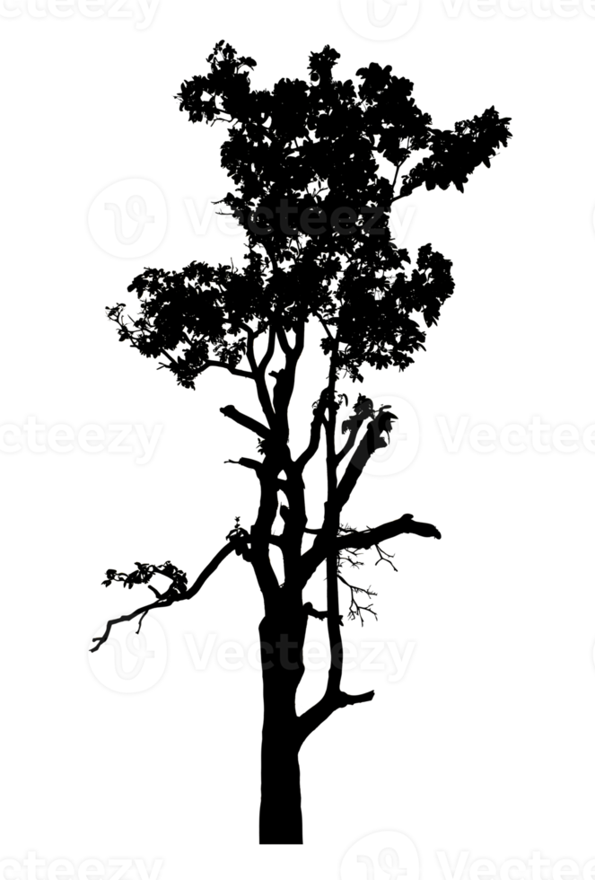 Realistic tree silhouette isolated on transparent background with clipping path and alpha channel. png