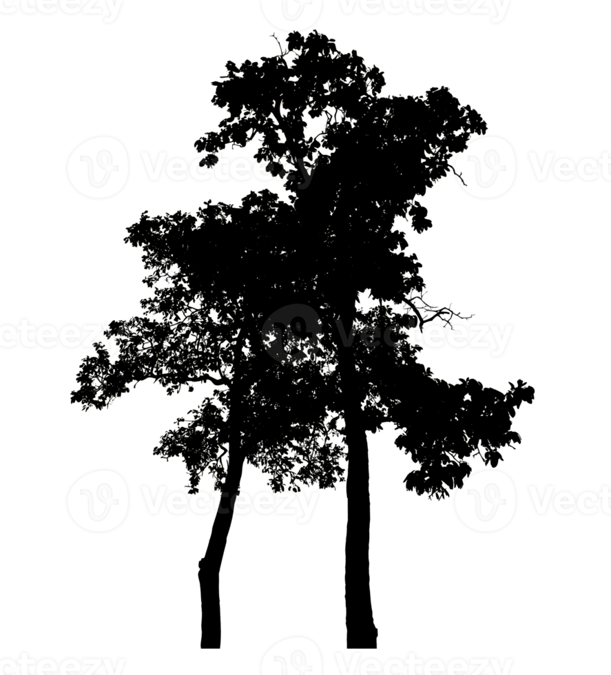 Realistic tree silhouette isolated on transparent background with clipping path and alpha channel. png