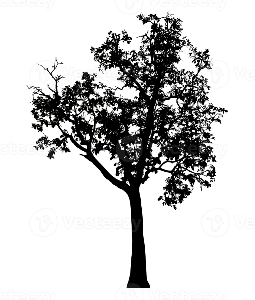Realistic tree silhouette isolated on transparent background with clipping path and alpha channel. png