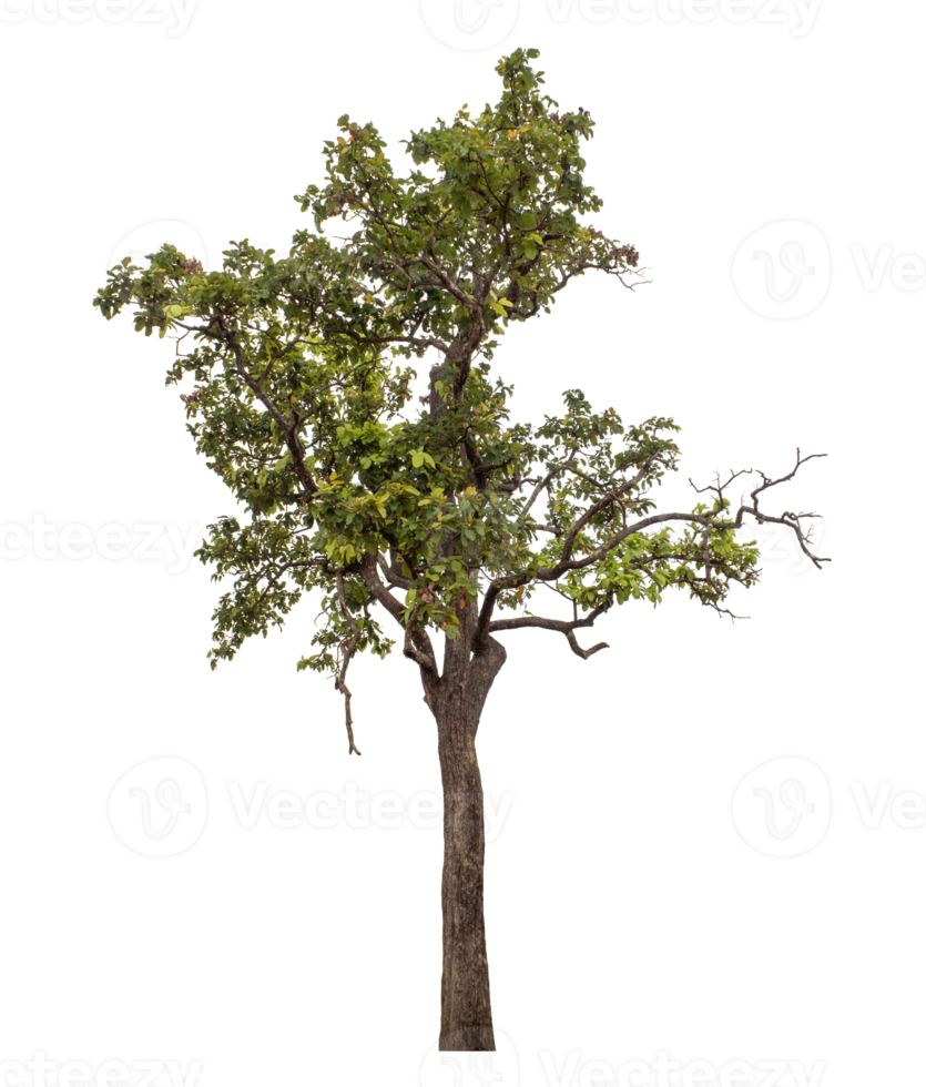 Green tree isolated on transparent background png