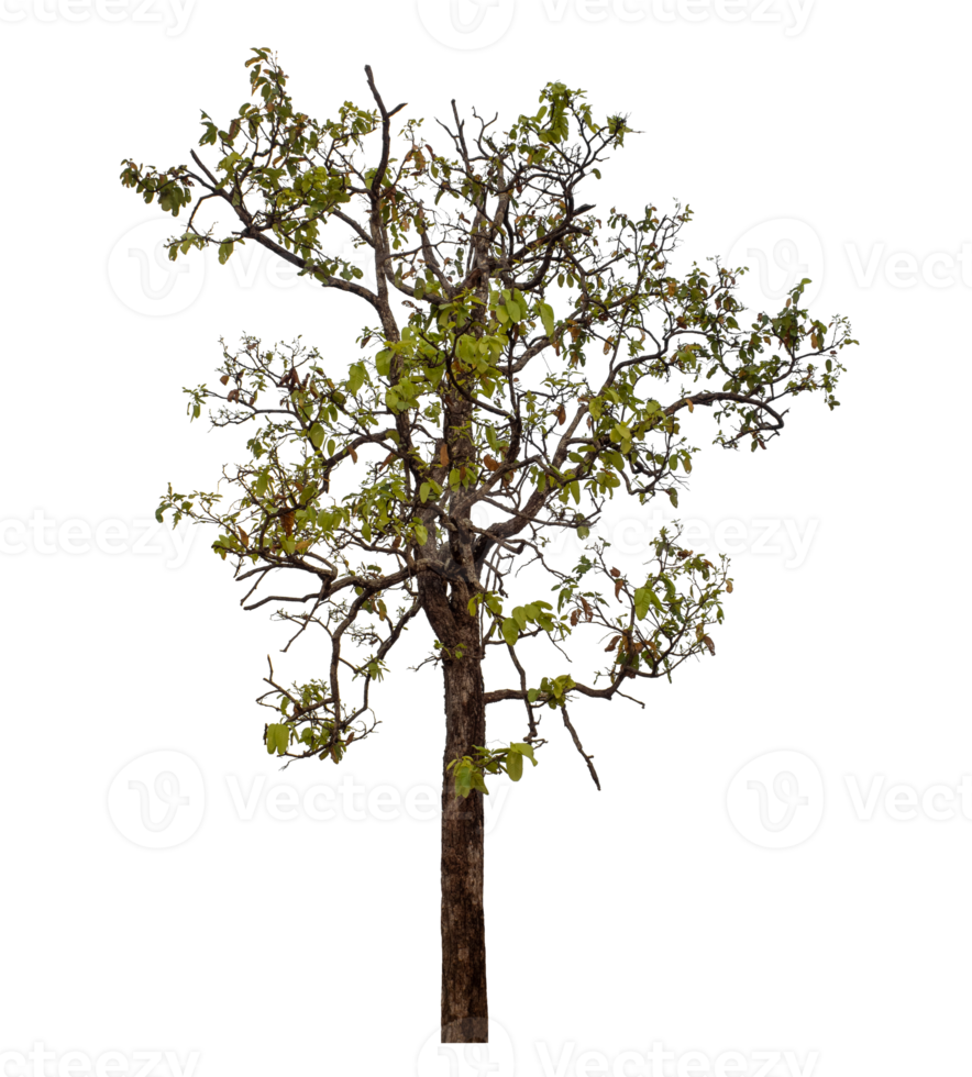 Tree isolated on transparent background png