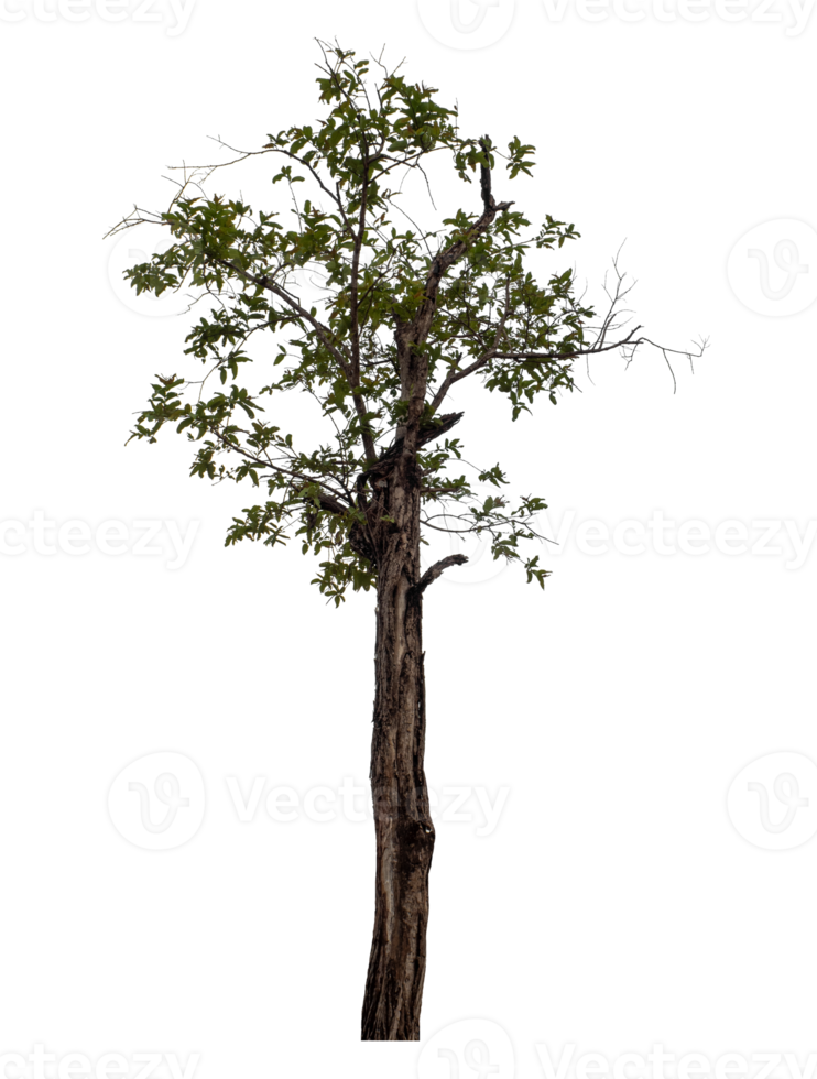 Tree isolated on transparent background png