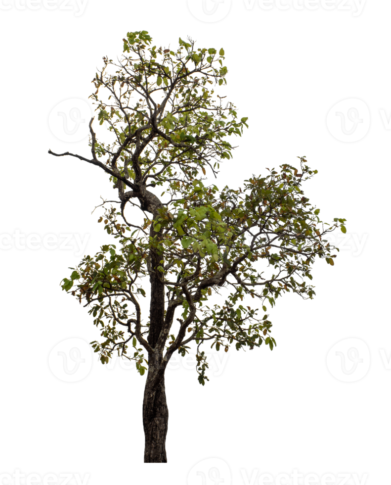 Tree isolated on transparent background png