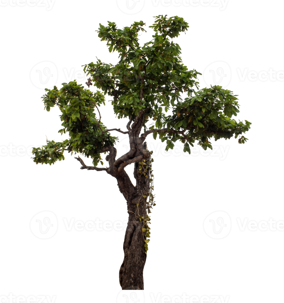 Green tree isolated on transparent background png
