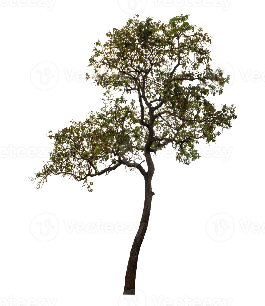 Tree isolated on transparent background png