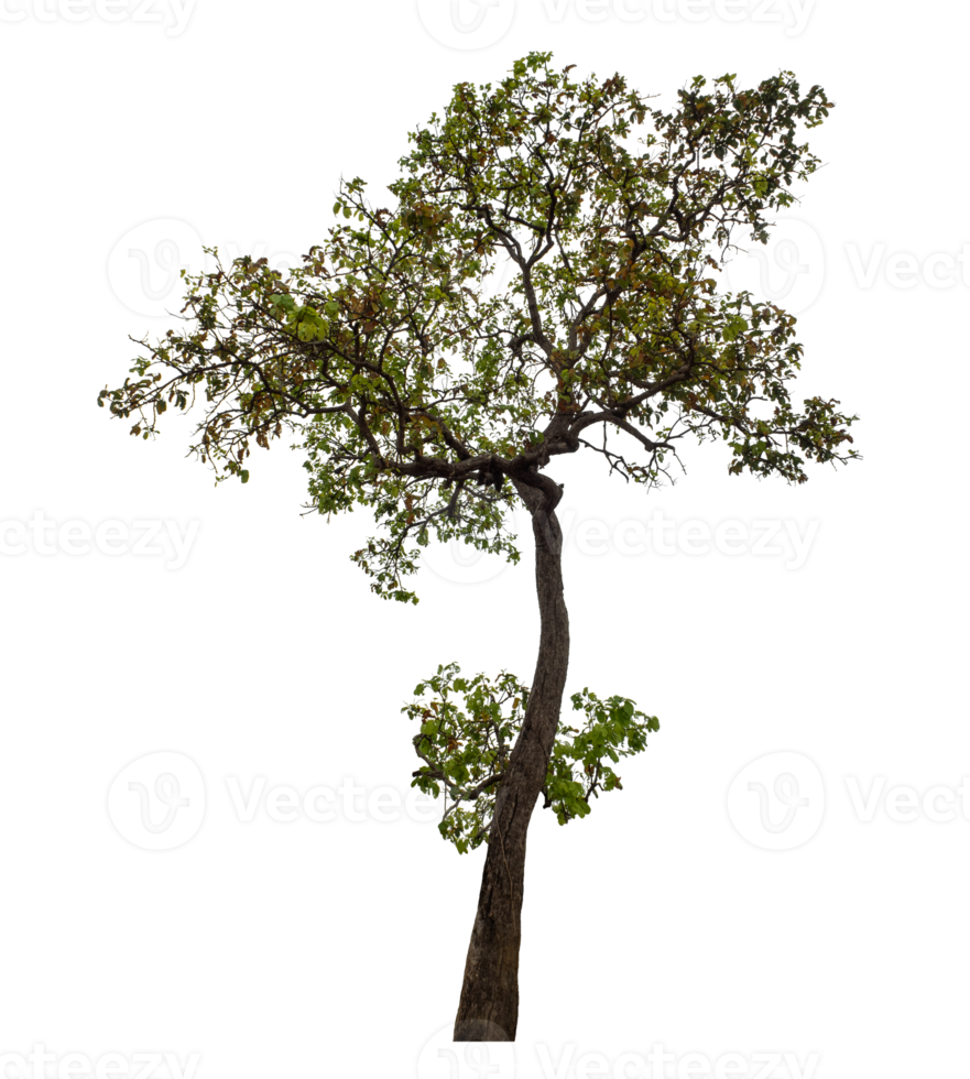 Tree isolated on transparent background png