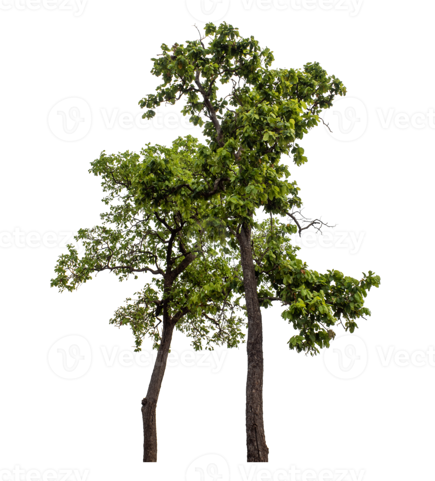 Green tree isolated on transparent background png