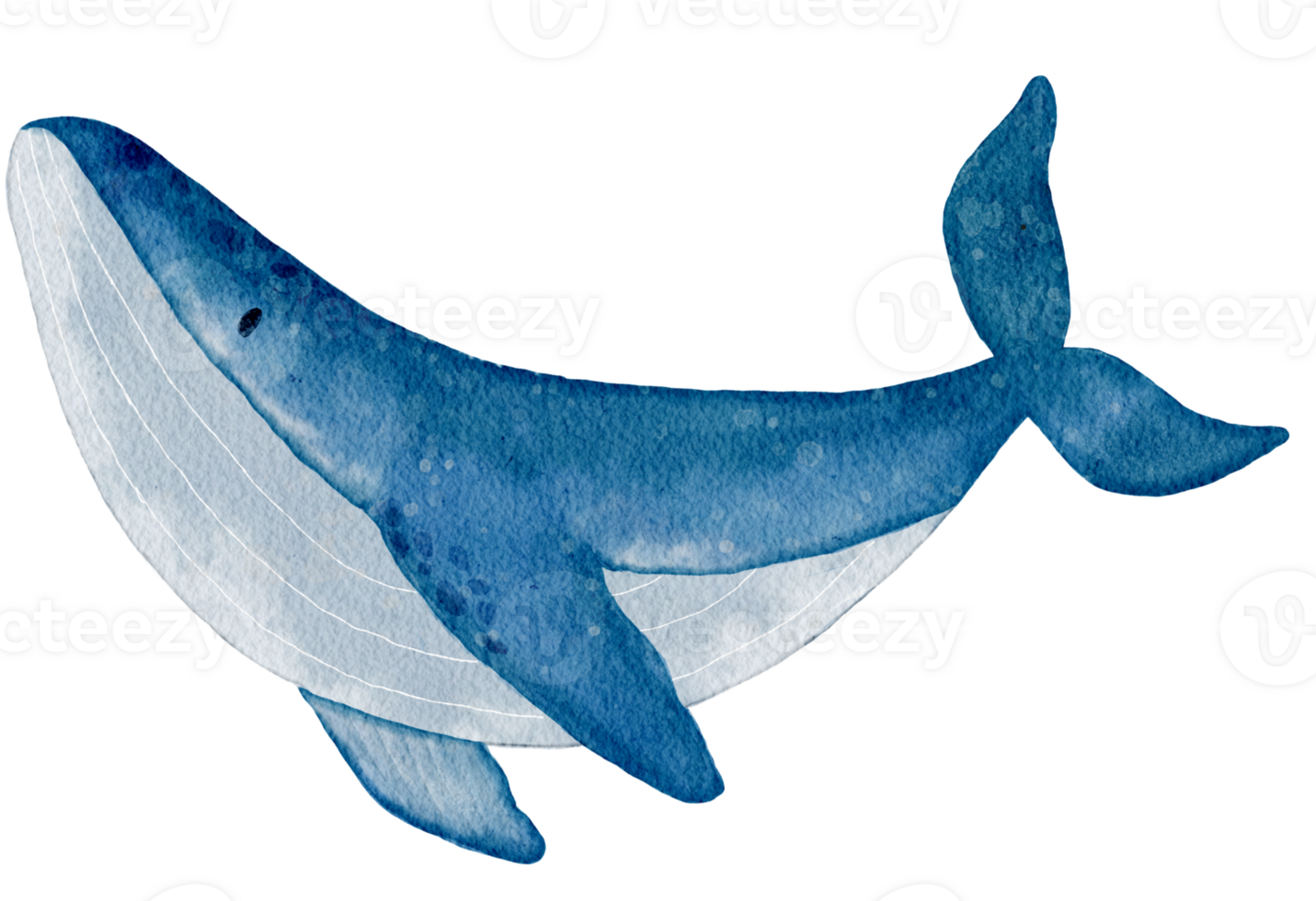 Watercolor Blue Whale Illustration Marine Wildlife Art for Ocean Conservation and Education png