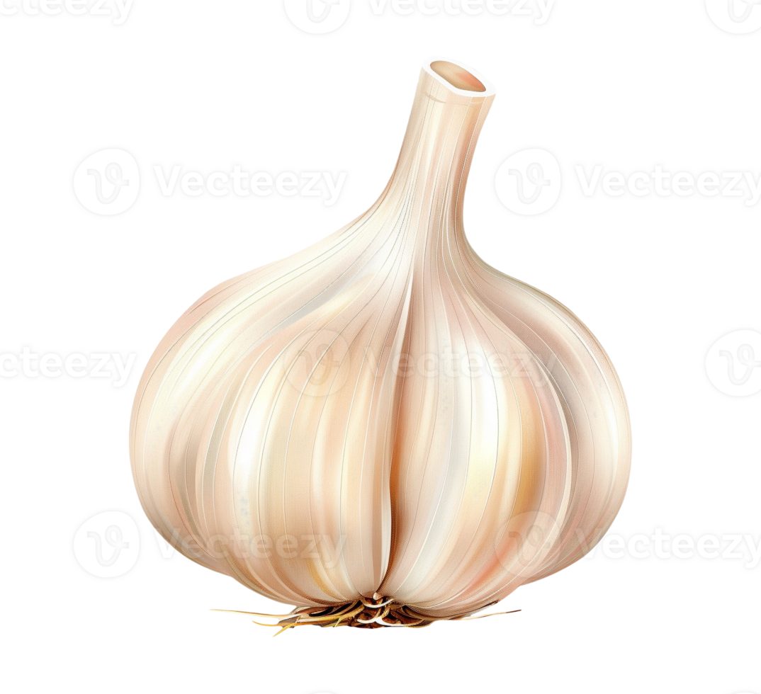garlic vegetable isolated png