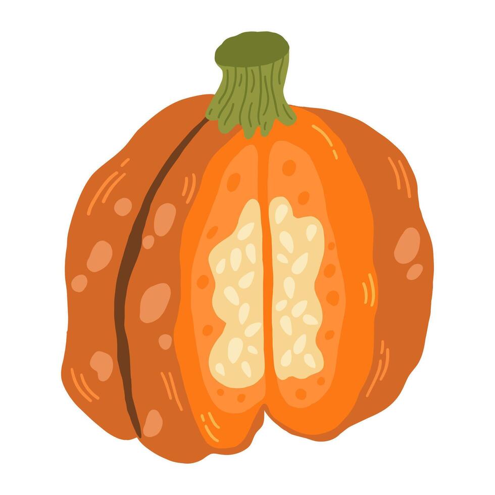Single element of colorful orange autumn pumpkin Symbol of Halloween and Thanksgiving day. illustration on white background in doodle style. vector