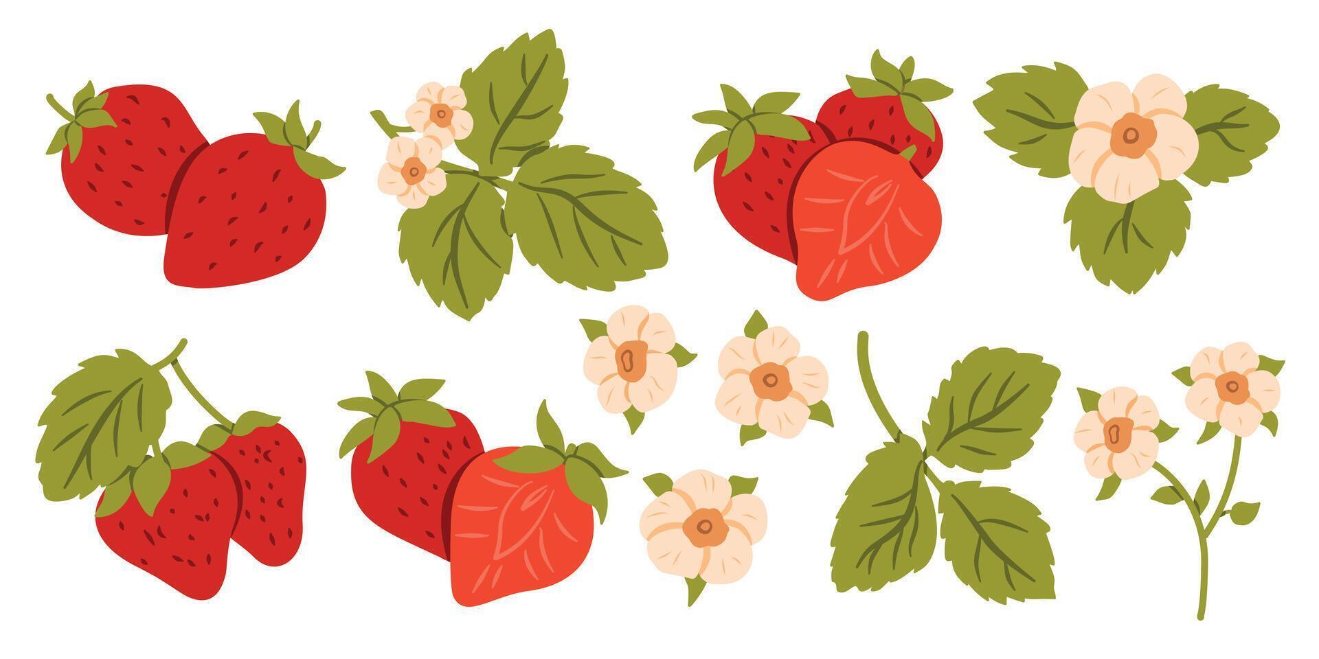 Red berry strawberry and a half of strawberry. Flat illustration set flower, petal, strawberry isolated on white background for printing on fabric, labels and for web pages.. vector