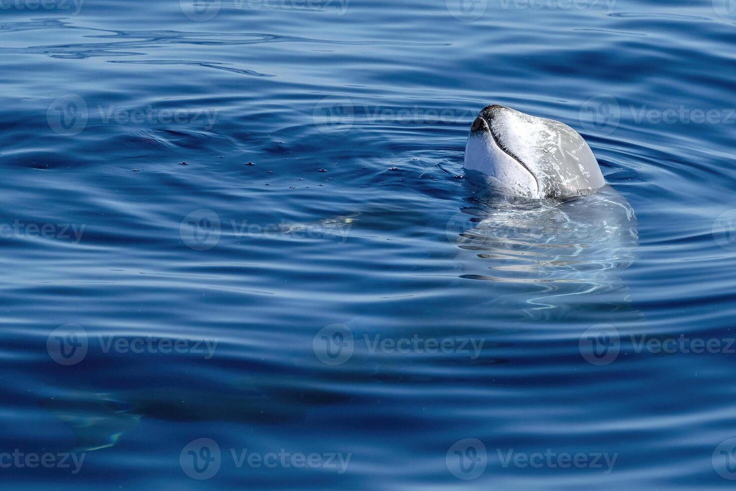 Risso dolphin close up portrait on blue sea surface photo