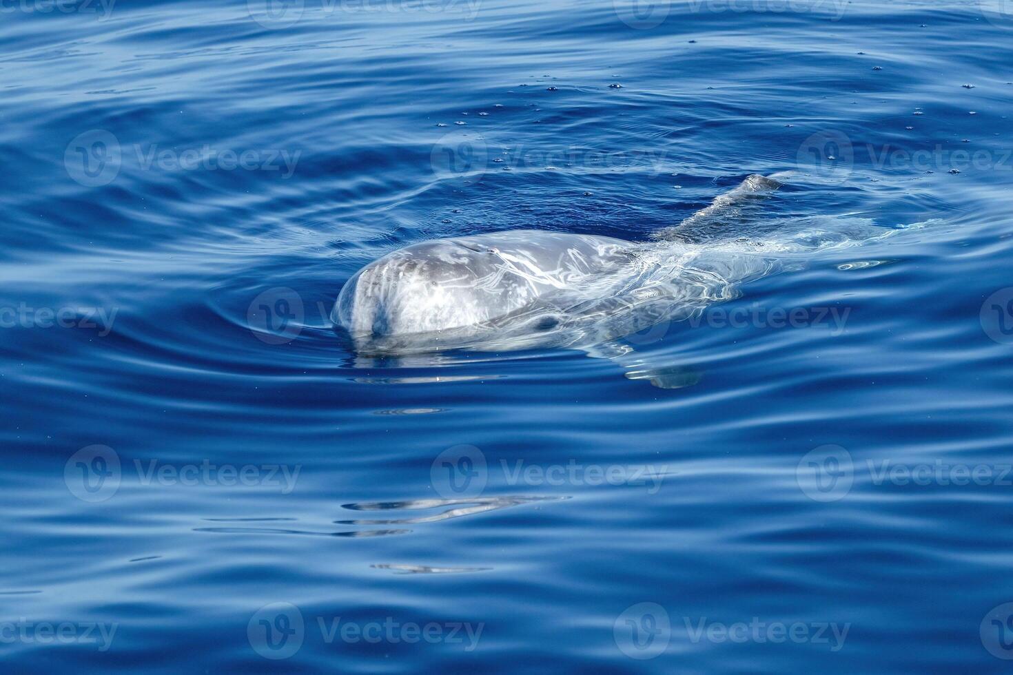 Risso dolphin close up portrait on blue sea surface photo