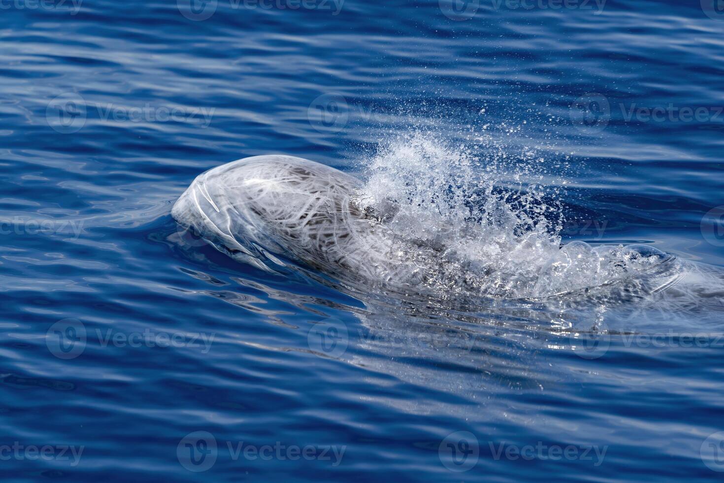 Risso dolphin close up portrait on blue sea surface photo