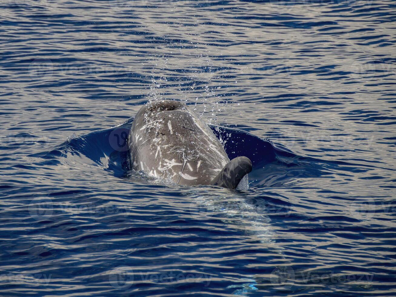 Risso dolphin close up portrait on blue sea surface photo