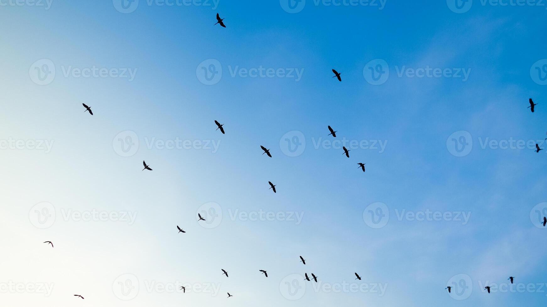 Flock of Birds Flying in Clear Blue Sky During Daytime, Minimalist Nature Scene photo