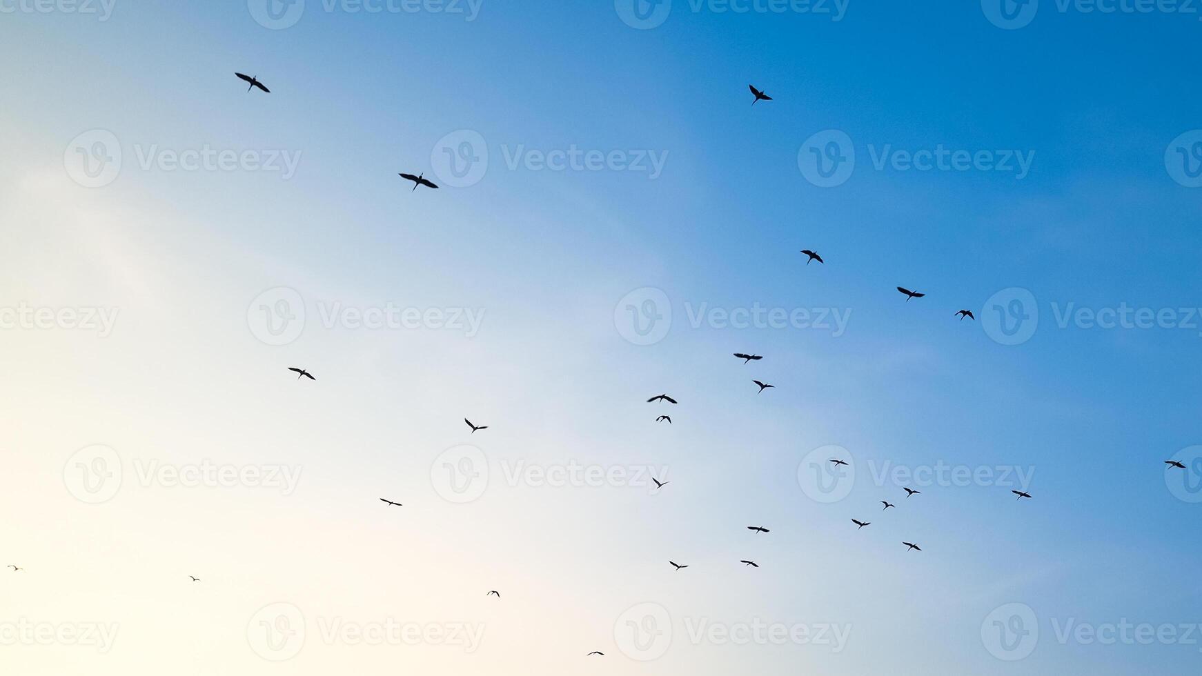 Flock of Birds Flying in a Clear Blue Sky During Sunrise with Soft Gradient Background photo
